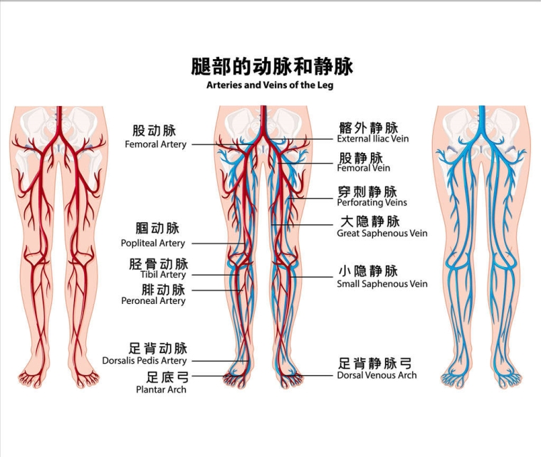 爱美人士谈谈腿部粗有什么方法解决